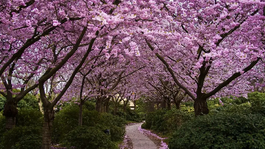 Spring cherry blossoms wallpaper for computer and laptop wallpaper