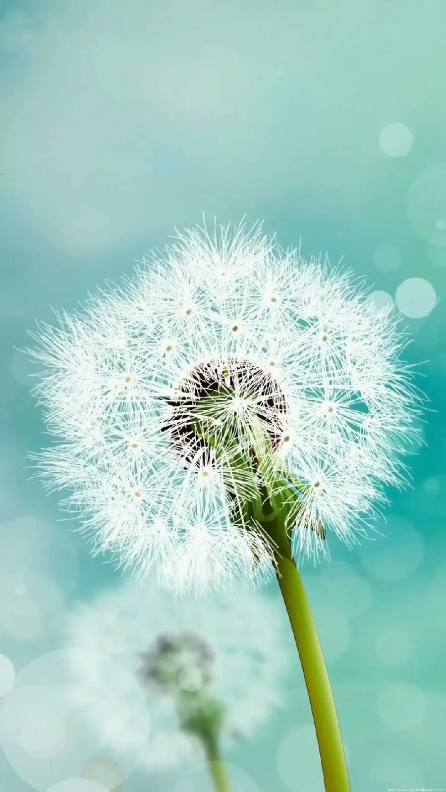 Download spring-themed dandelion wallpaper in HD quality