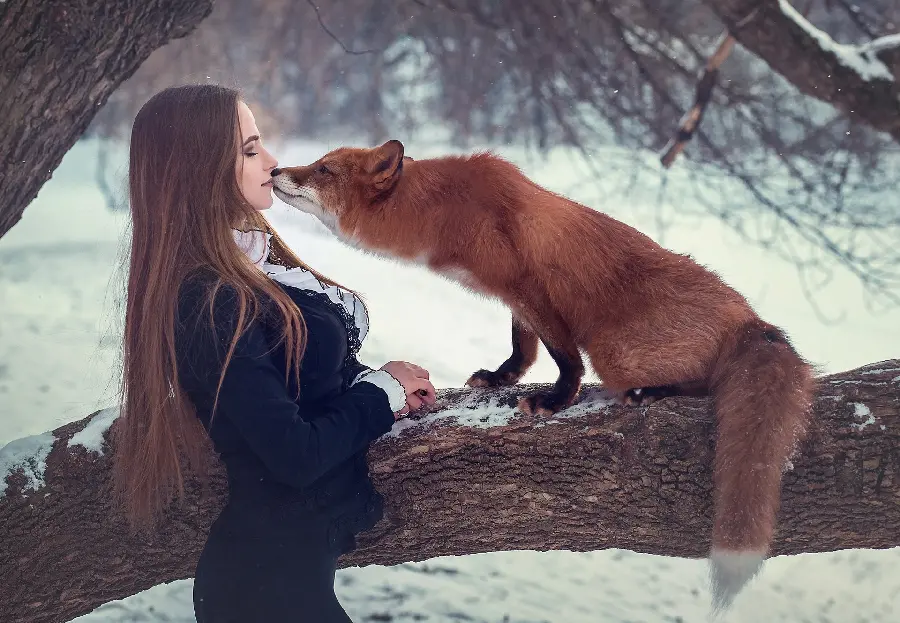 Beautiful and beautiful girl photo next to a wild red fox in the forest and winter