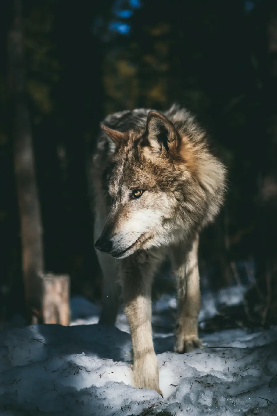 Beautiful image of a forest wolf in high quality