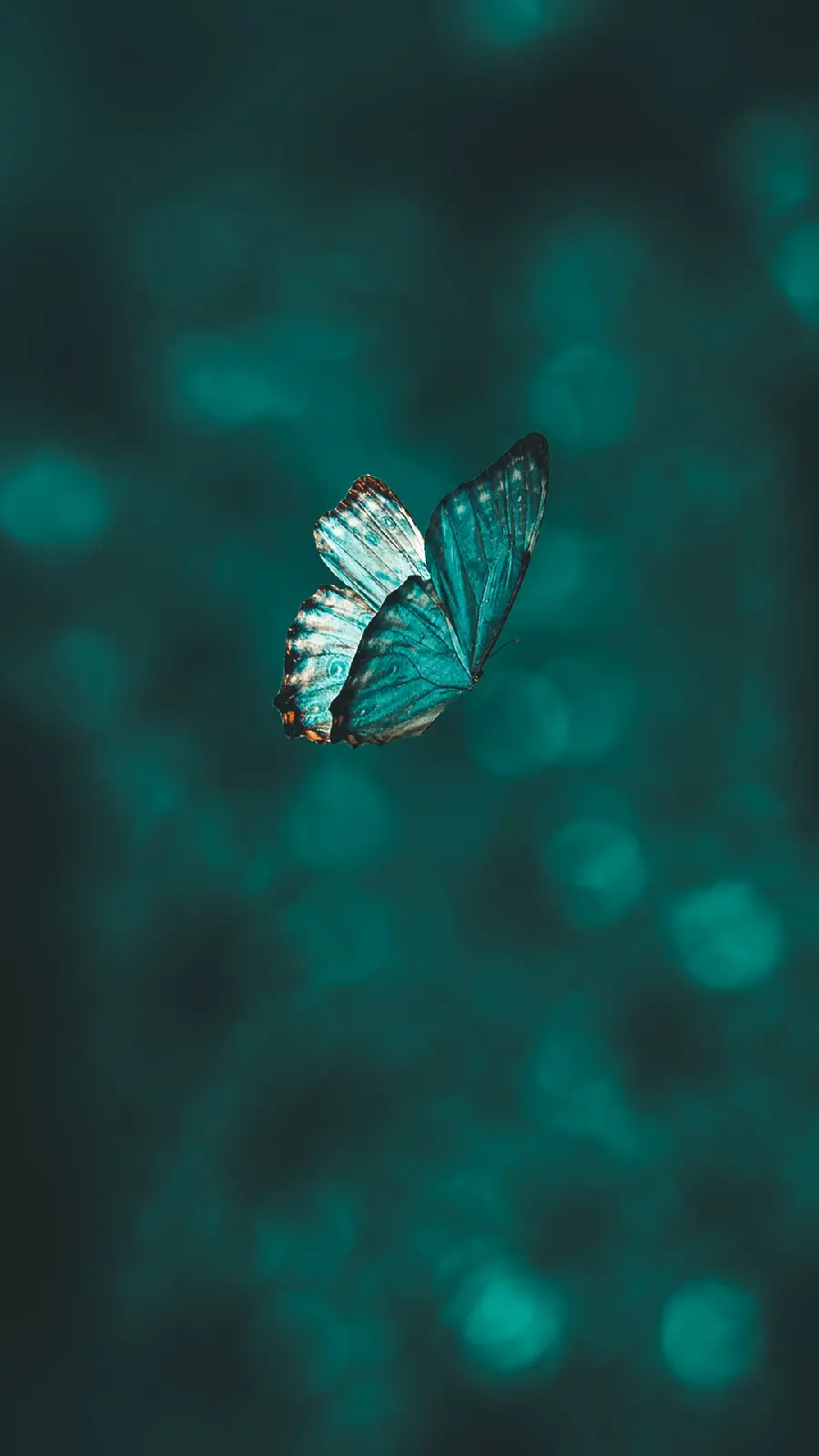 Download stunning butterfly wallpaper for mobile in high quality
