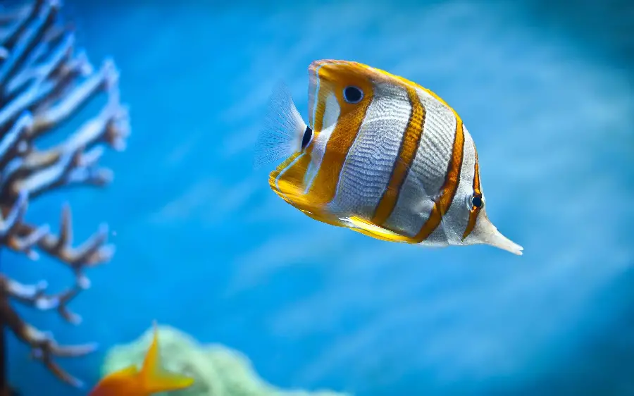 High Quality Image of Butterfly Fish In the ocean