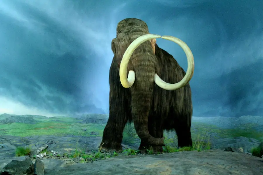 Image Beautiful special mammoth background with tusks stuck together