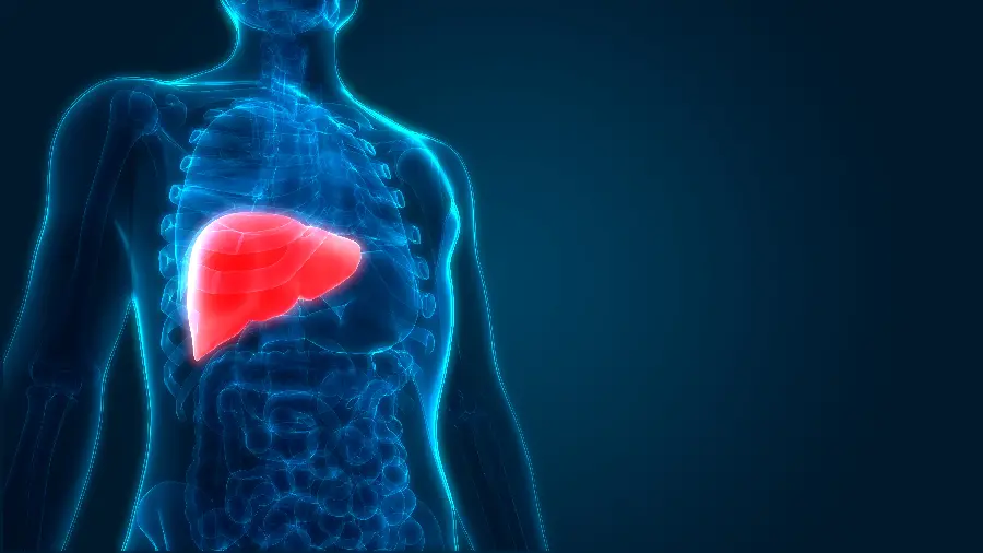 Photo of the human liver for PhD students wallpaper