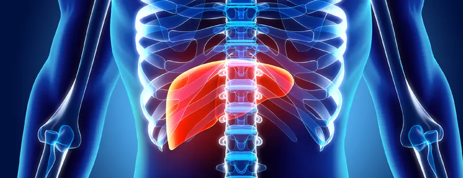 Photo of healthy human liver in the body with very high quality