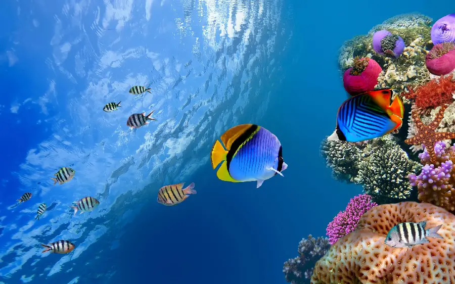 Beautiful photo of an underwater world sea for profile