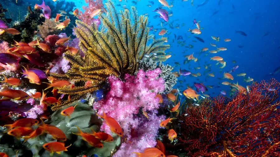 HD photo of colorful coral reef in the deep sea