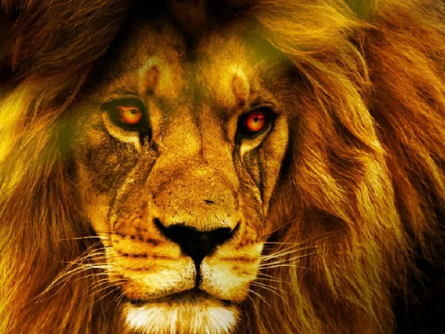 Photo of Close-up of a male lion 