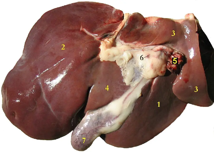 Photo of real human liver from close-up in very good quality