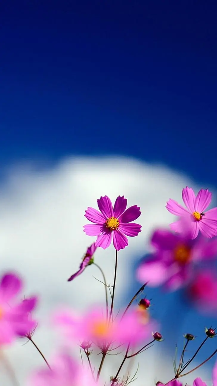 Download beautiful spring-themed wallpaper in 4K for mobile