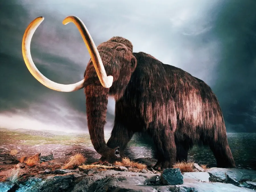 Mammoth with fiery tusks and tired from a long journey