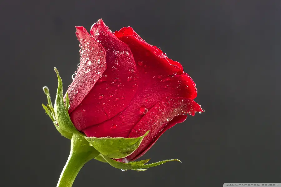 High quality close-up macro photo of a red rose