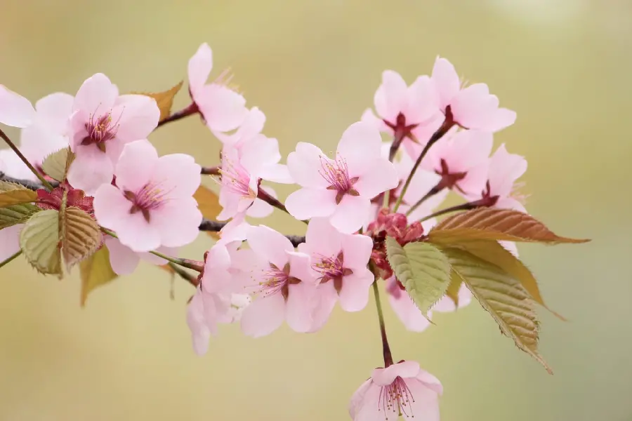 Beautiful spring cherry blossom photo with very high quality for profile and background
