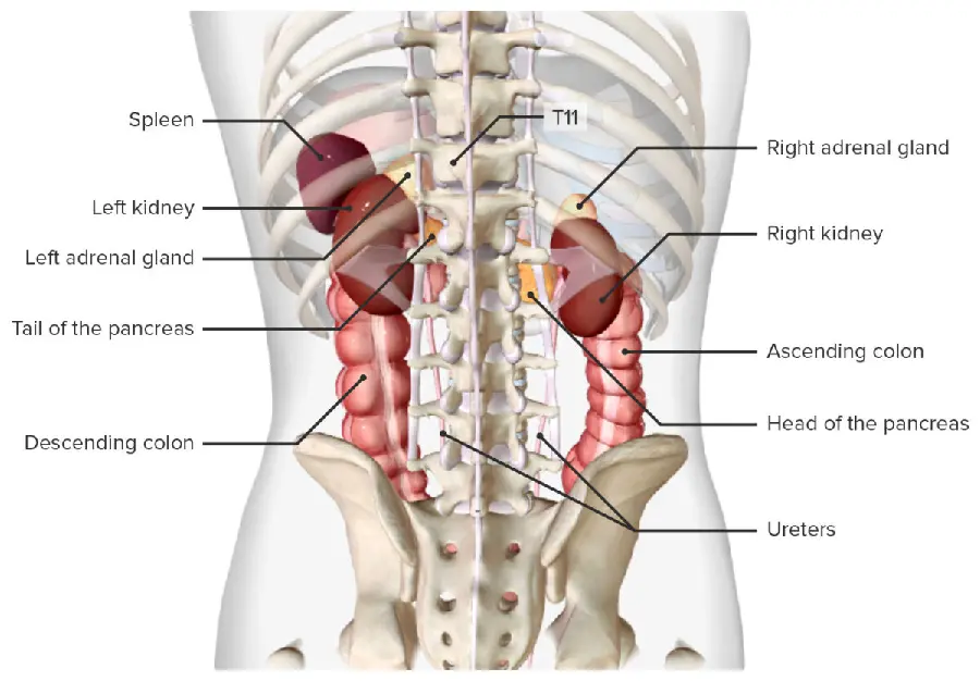 Photo of the path of the kidney to the bladder in interesting quality and Spectacular