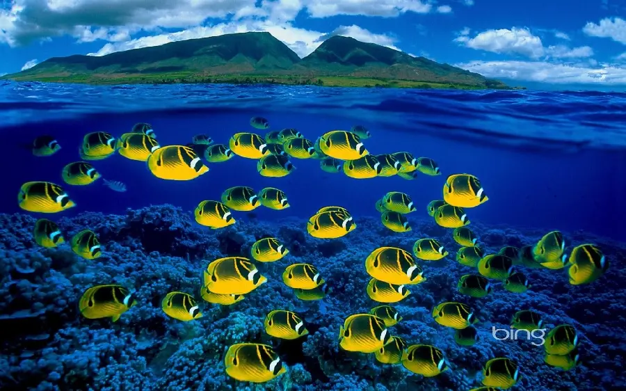 Beautiful colorful picture of blue ocean fish