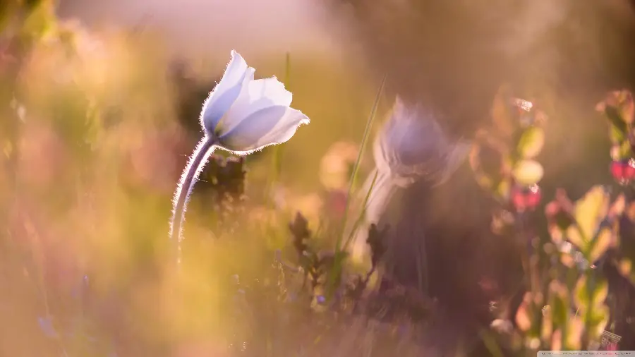4K Alpine Flower Macro
