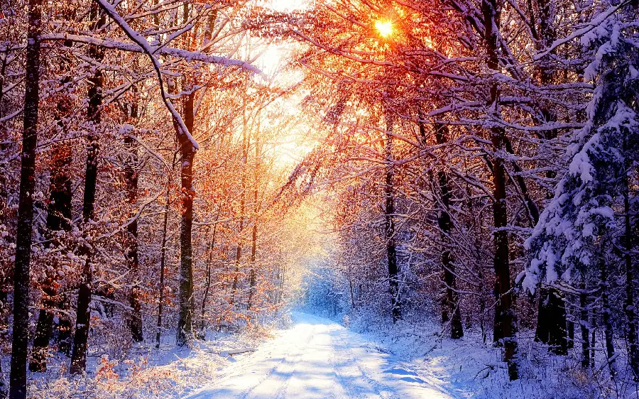 The latest winter profile photo for Instagram and WhatsApp with tree branches and snow on the ground