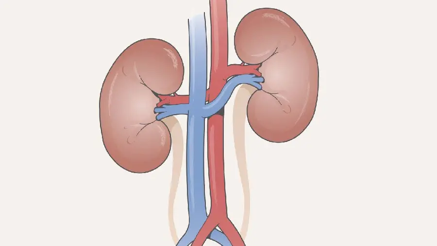 Human Kidneys Wallpaper for Specialist Doctors Background