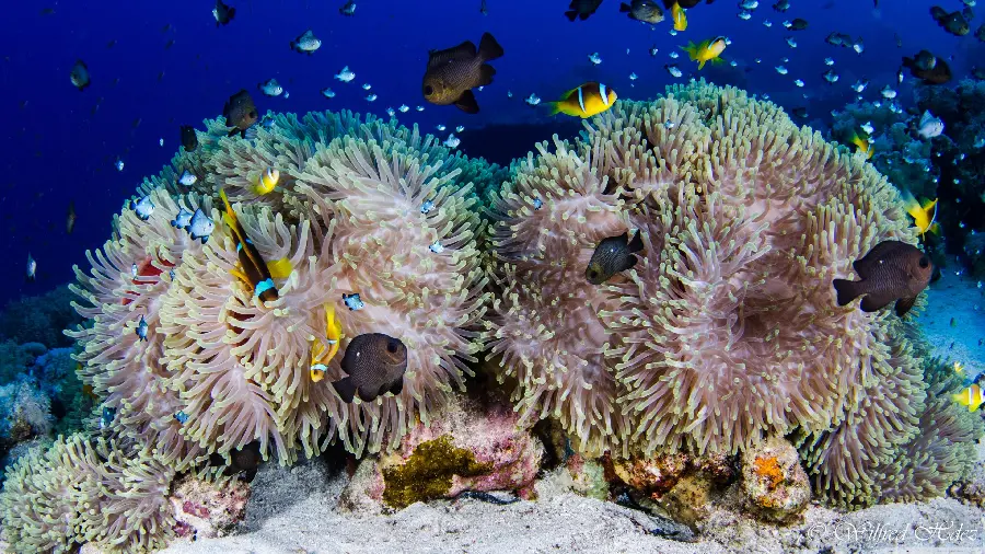 Pink coral reefs in the depths of the water