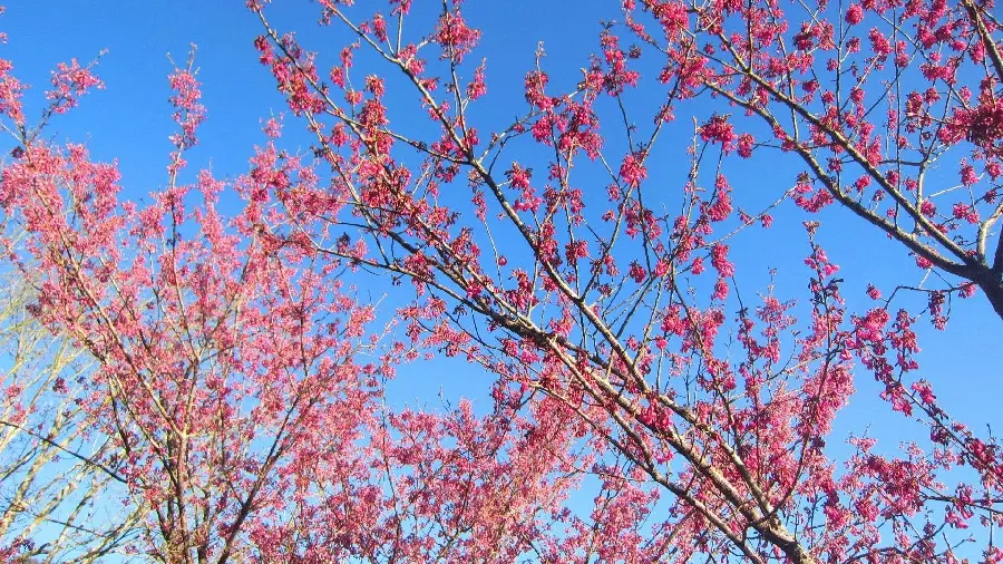 Spring Cherry Blossoms Background with Blue Sky in HD Quality