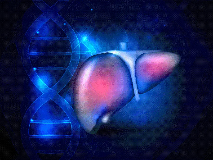 Photo of human liver for printing on colored paper