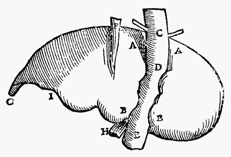 Photo of a human liver painting in black and white