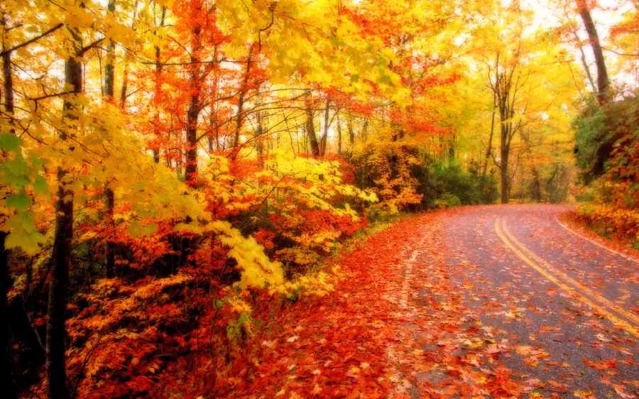 Romantic Road and Autumn Leaves Photo for Windows 11 Background