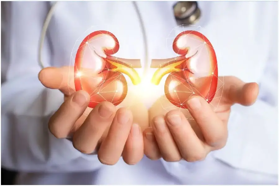 Photo of a doctor's hands and a real human kidney