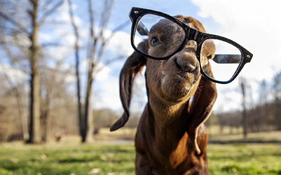 Funny and interesting wallpaper of a naughty goat with glasses for a cool profile