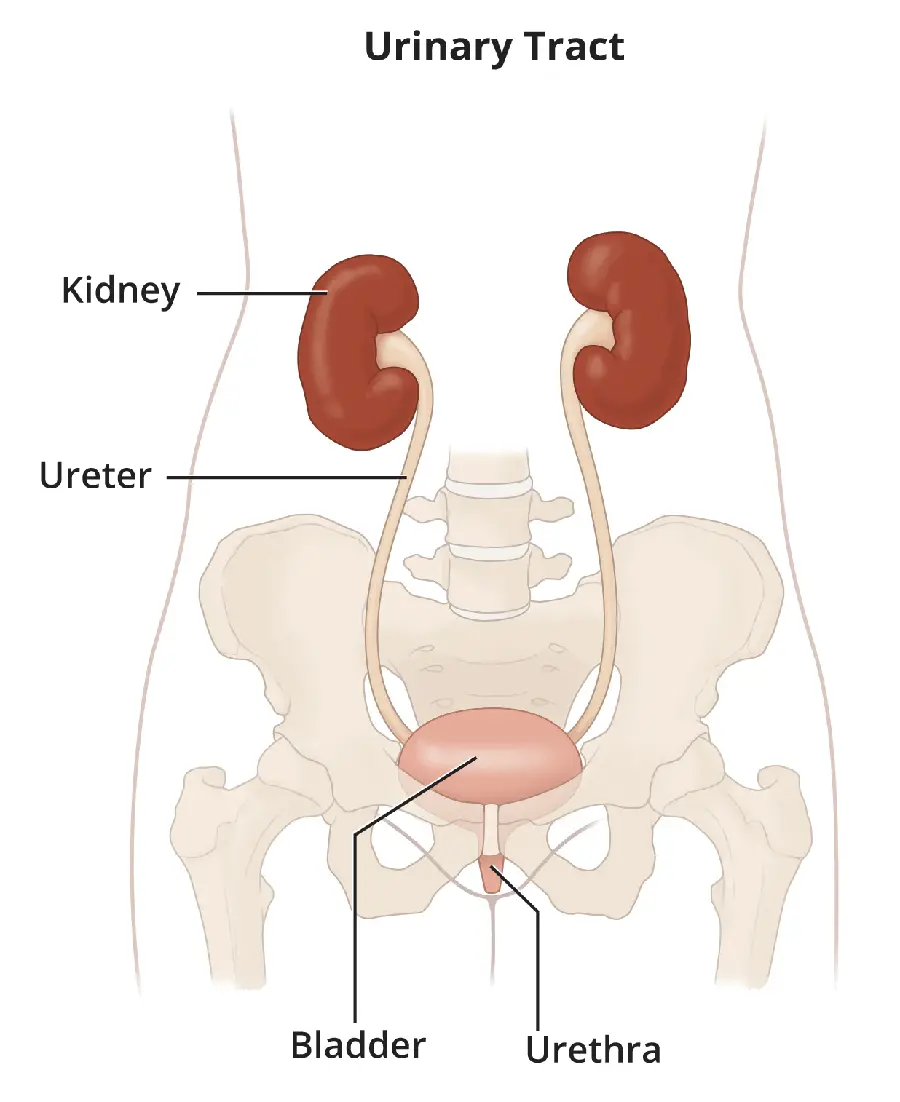 High Quality Kidney and Ureter Photo