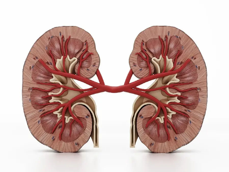 Human Kidney Photo in HD Quality