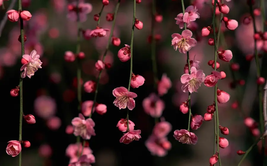 Beautiful Pink Wallpaper Spring cherry blossoms for smartphone wallpapers