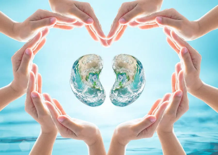 Photo of human kidneys in the circle of doctors' hands