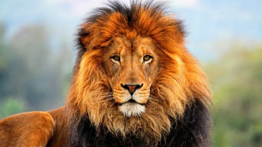 Photo of a beautiful and lonely lion