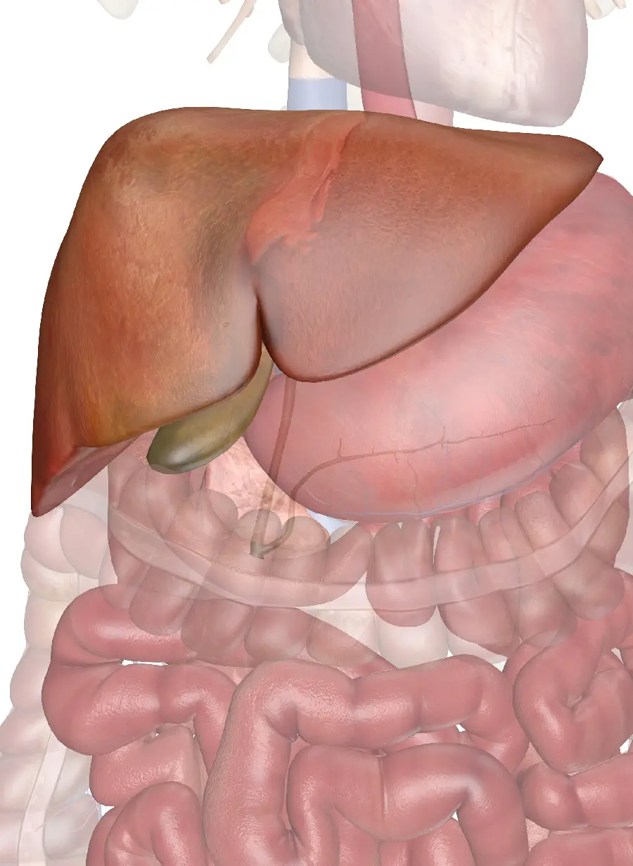 Photo of real human liver