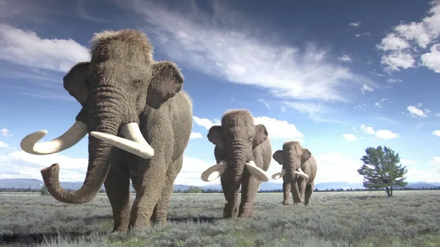 Stunning image of three large, medium, small mammoths