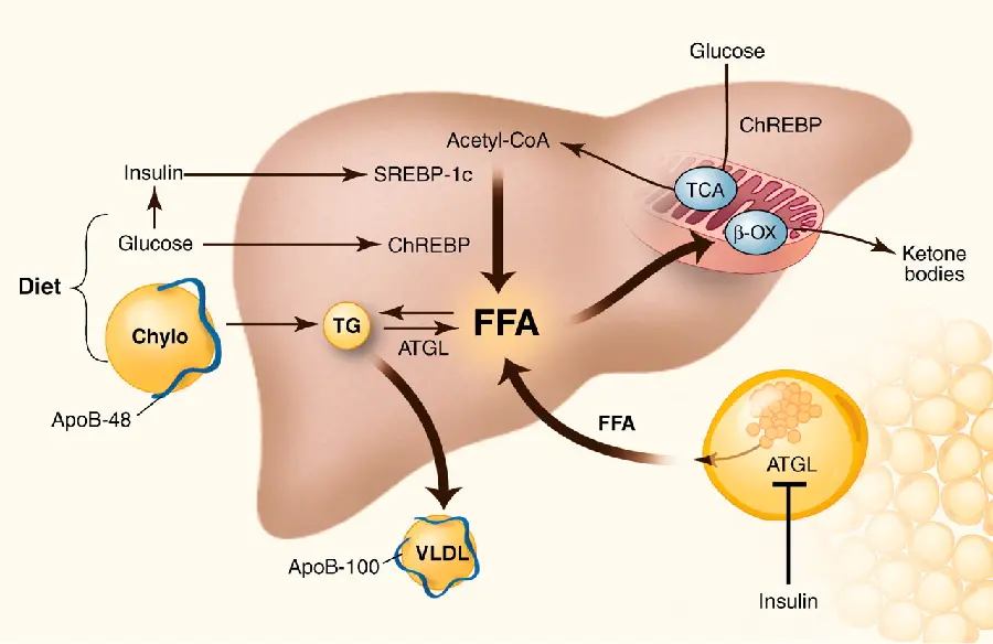 Photo of different parts of healthy human liver