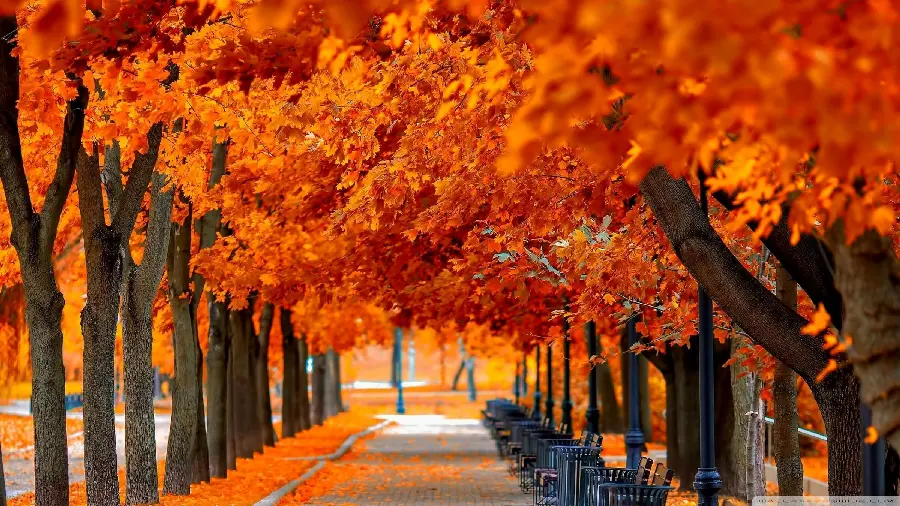 A unique autumn nature photo of a walk full of autumn leaves with beautiful trees