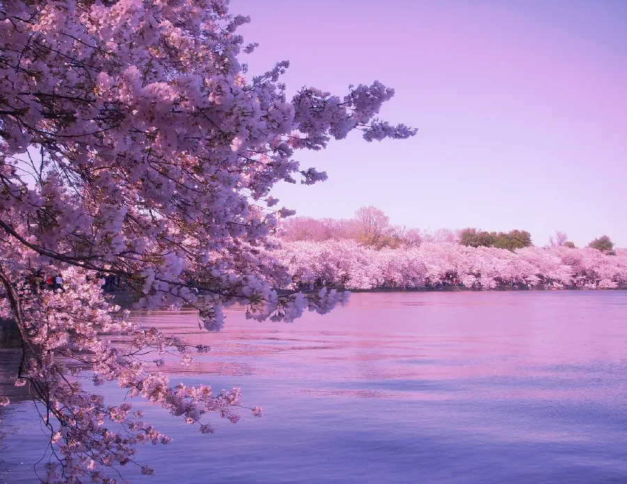 Spring Cherry Blossom Photo by the River for Printing on Paper and Large Banner