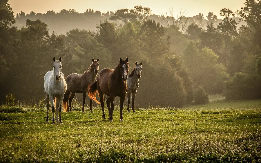 Wild horses in nature background photo
