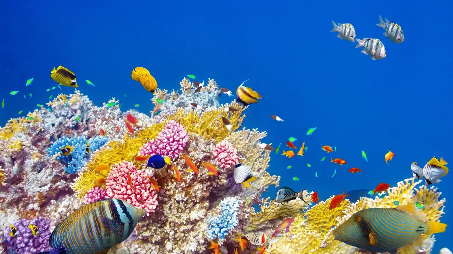 Background photo of coral reef in the clear and clear sea 