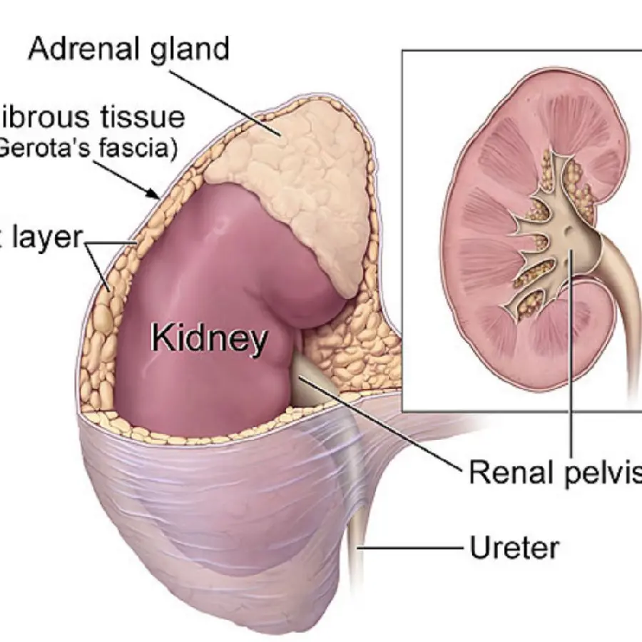Photo of a complete explanation of the parts of a real human kidney