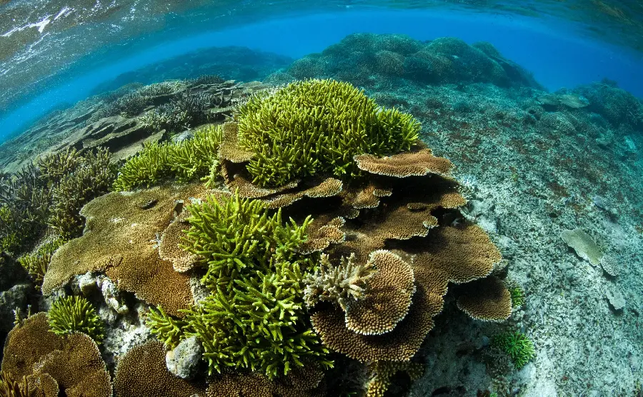 Colorful and eye-catching coral reefs in the deep sea