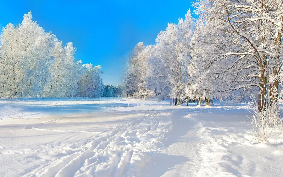 New and stylish winter profile photo 2022 and blue sky with snowy trees