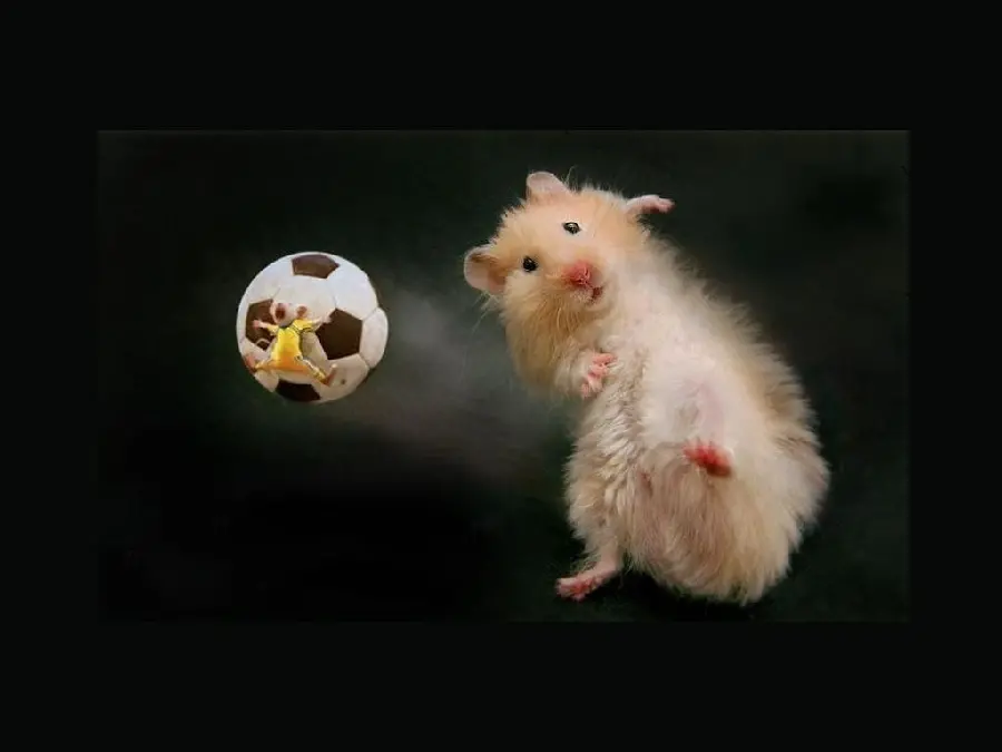 Funny picture of a football player mouse