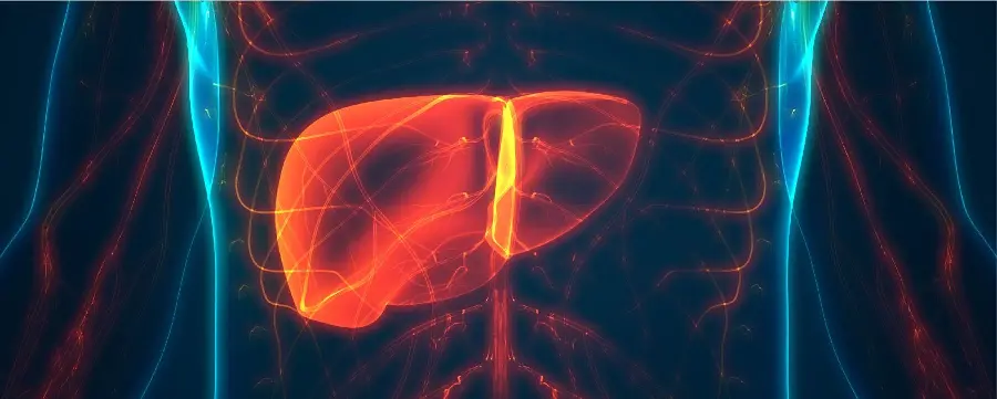 Human Liver Photo with Black Background