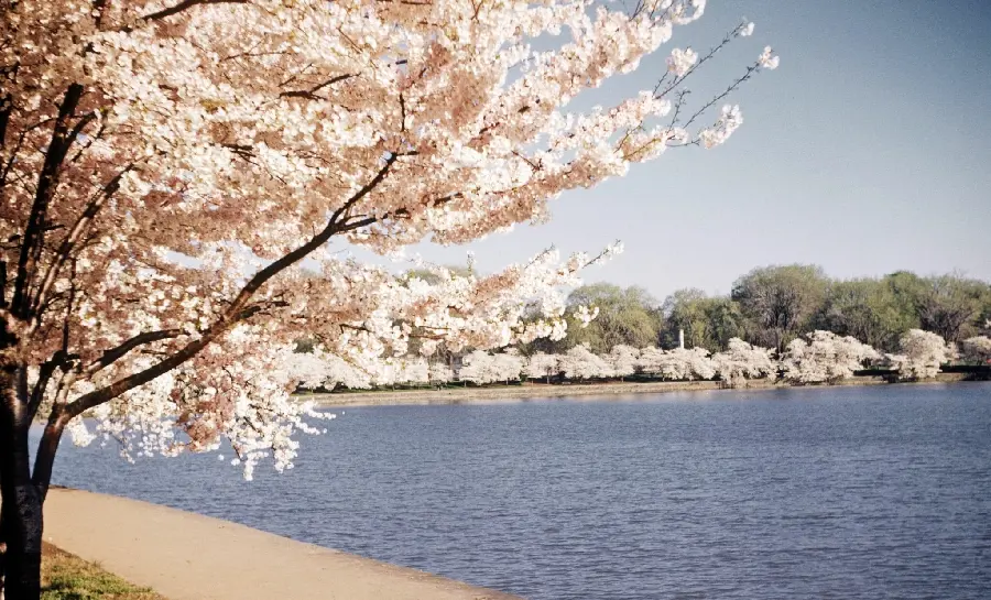 Beautiful Spring Cherry Blossoms Background for Desktop