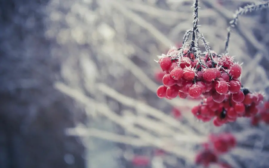Photo of dried hawthorn fruit in winter