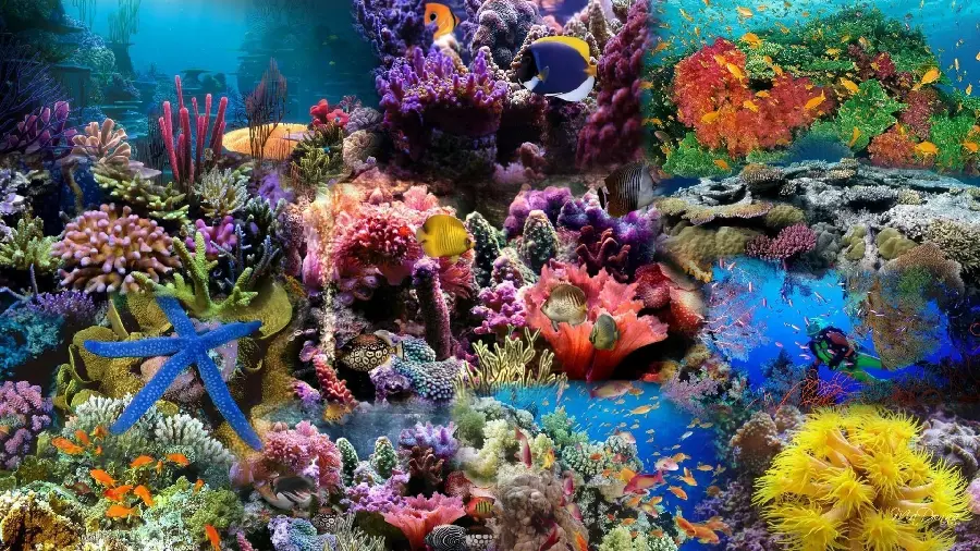 HD image of a thousand-colored coral reef in the ocean