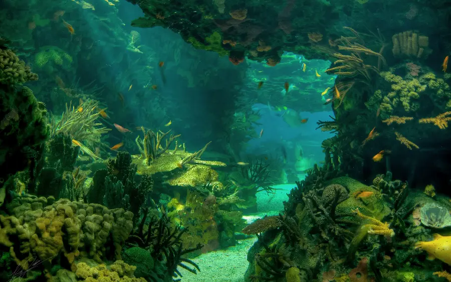 HD quality photo of green ocean fish